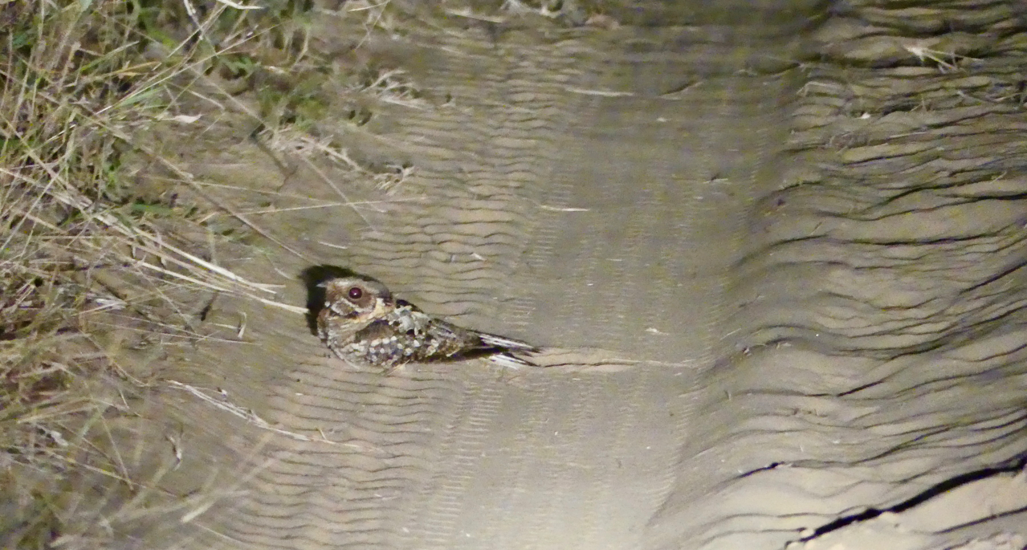 Fiery necked Nightjar during night drive